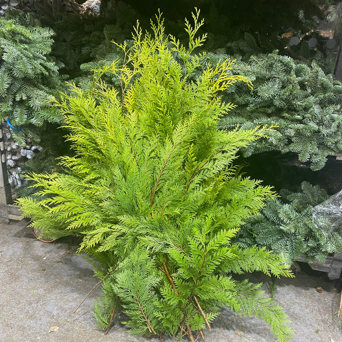 Conifer &#39;Natural Yellow Thuja&#39; 4kg