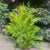 Conifer 'Natural Yellow Thuja' 4kg