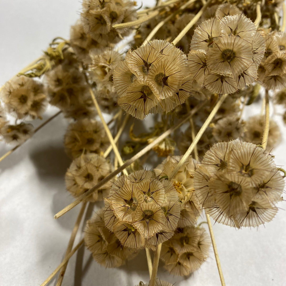 Scabiosa &#39;Stellata&#39; 50cm (x50)