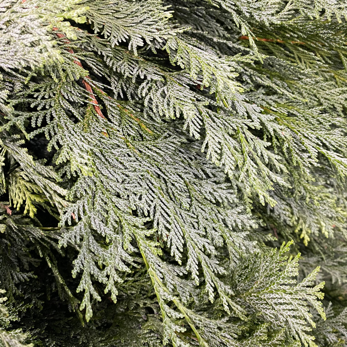 Conifer &#39;Flat&#39; (Wild) &#39;Cypressus&#39; (Various Types)