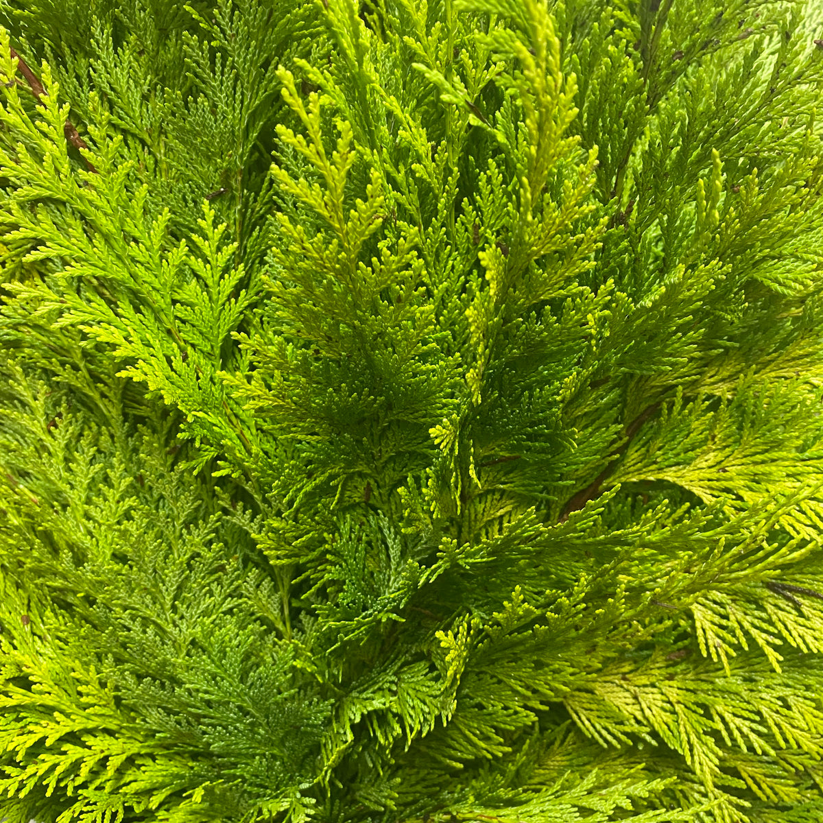 Conifer &#39;Natural Yellow Thuja&#39; 4kg