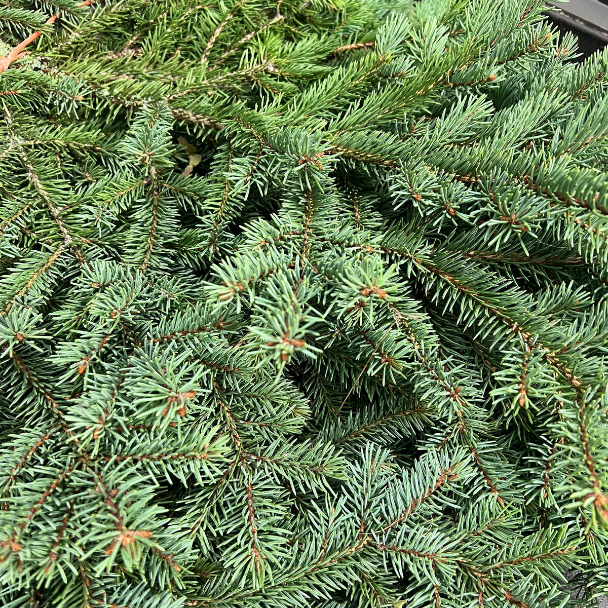 Pine &#39;White Spruce&#39; (Small Bundle)