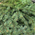 Pine 'White Spruce' (Small Bundle)