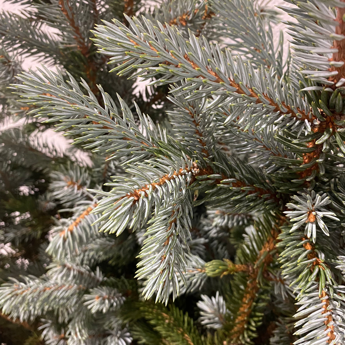 Pine &#39;Blue Spruce&#39; (Wild) Bundle