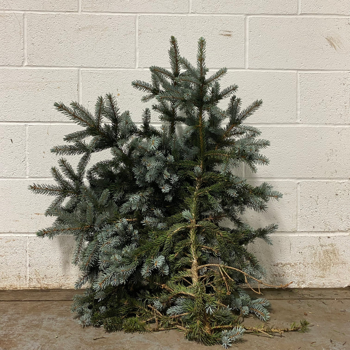 Pine &#39;Blue Spruce&#39; (Wild) Bundle