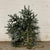 Pine 'Blue Spruce' (Wild) Bundle