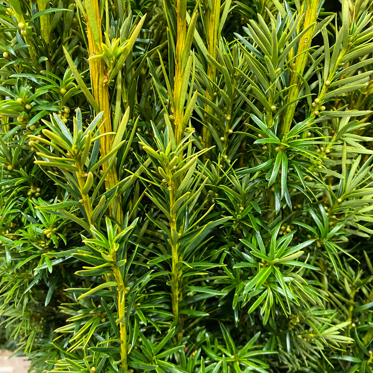 Conifer Yew &#39;Taxus Bacatta Aurea&#39; Straight (x20)