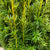 Conifer Yew 'Taxus Bacatta Aurea' Straight (x20)