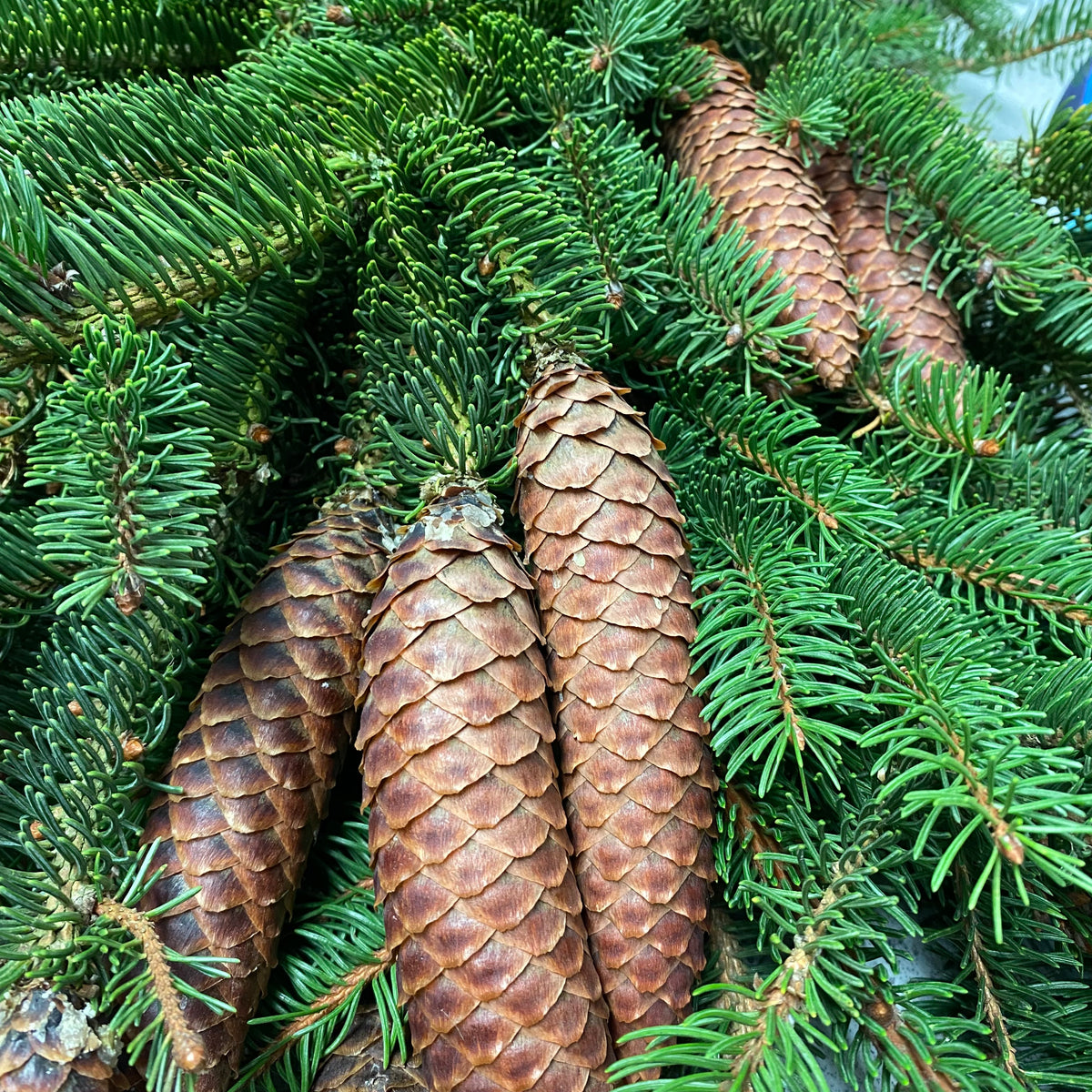 Pine &#39;Common Spruce&#39; (Wild) Bundle