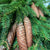 Pine 'Common Spruce' (Wild) Bundle