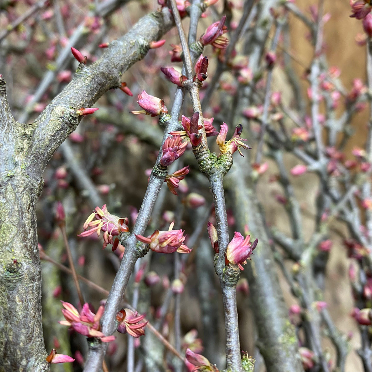 Katsura Branches Wild (Various Sizes)