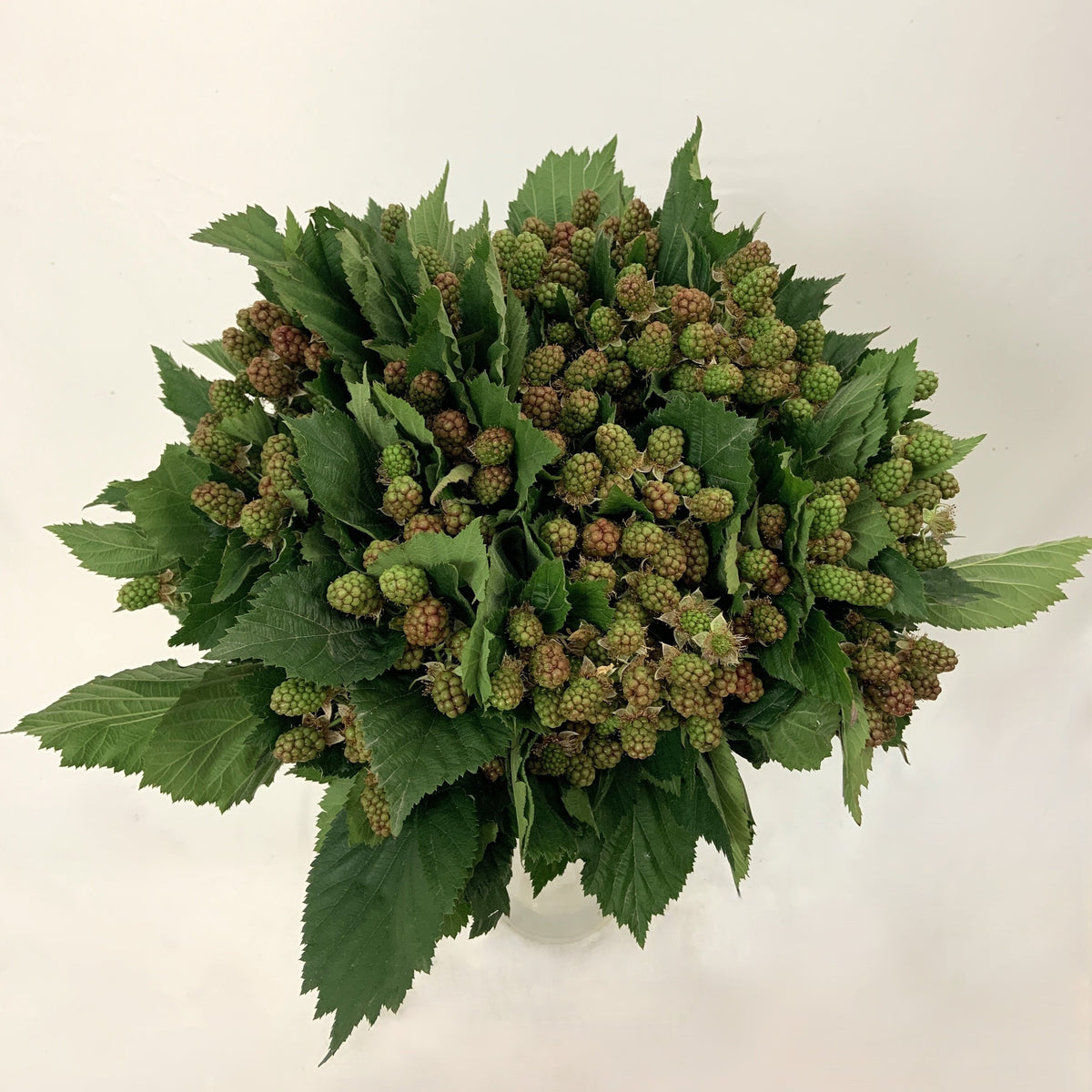 Blackberry &#39;Fruit with Green Berries&#39; (Various Lengths)