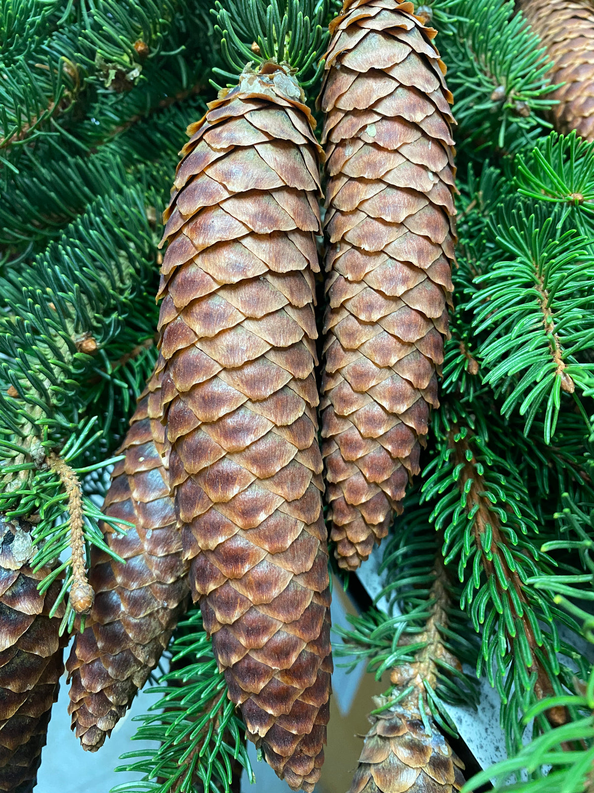 Pine &#39;Common Spruce&#39; (Wild) Bundle