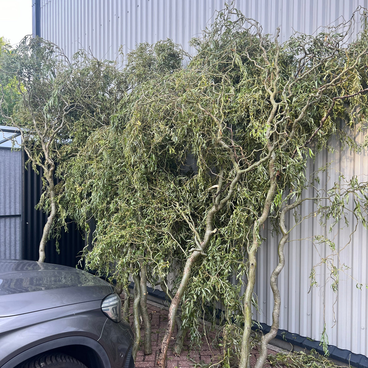 Salix &#39;Twisted Willow&#39; (Trees) (Various Sizes)