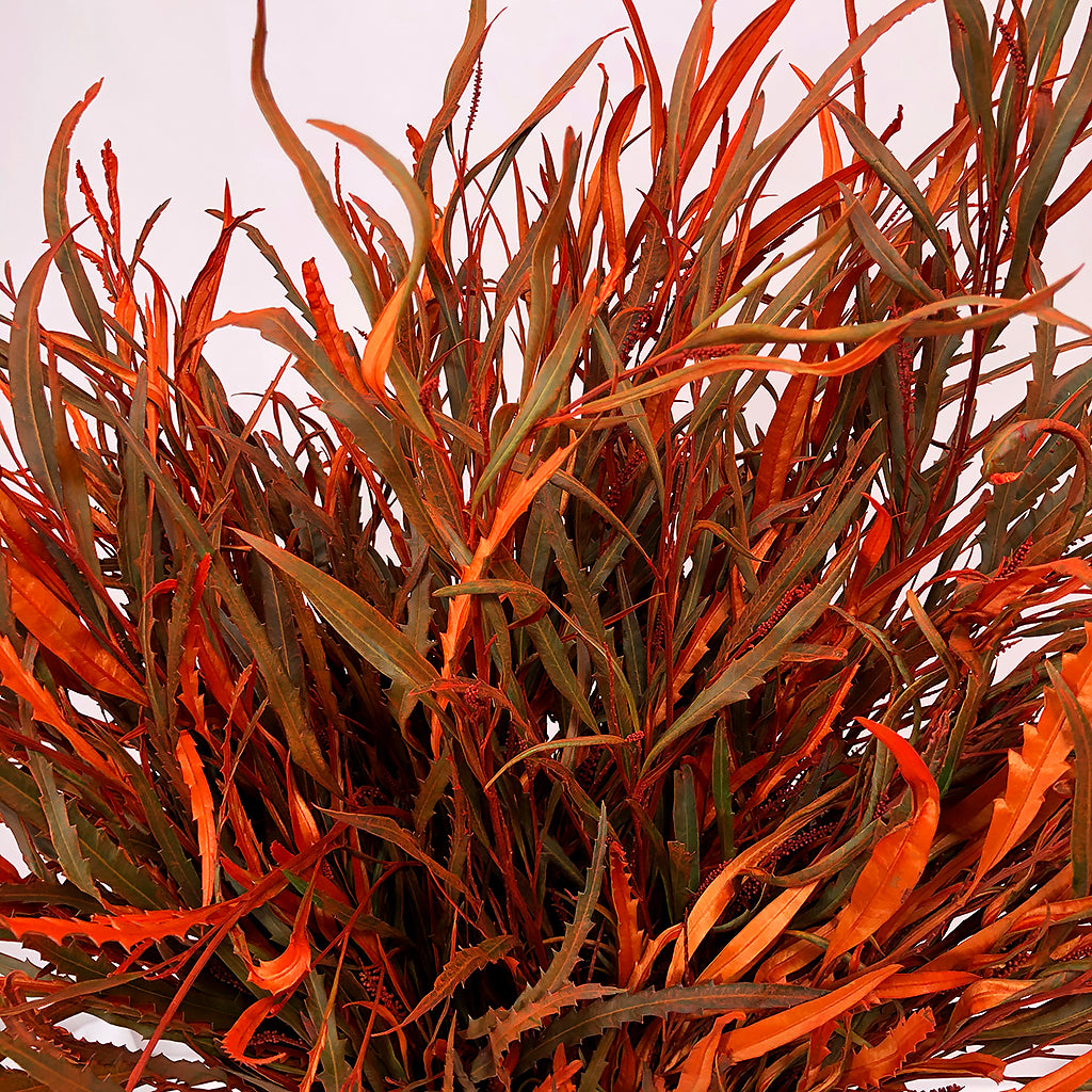 Grevillea &#39;Foliage&#39; (Painted Std Colours) (Various)