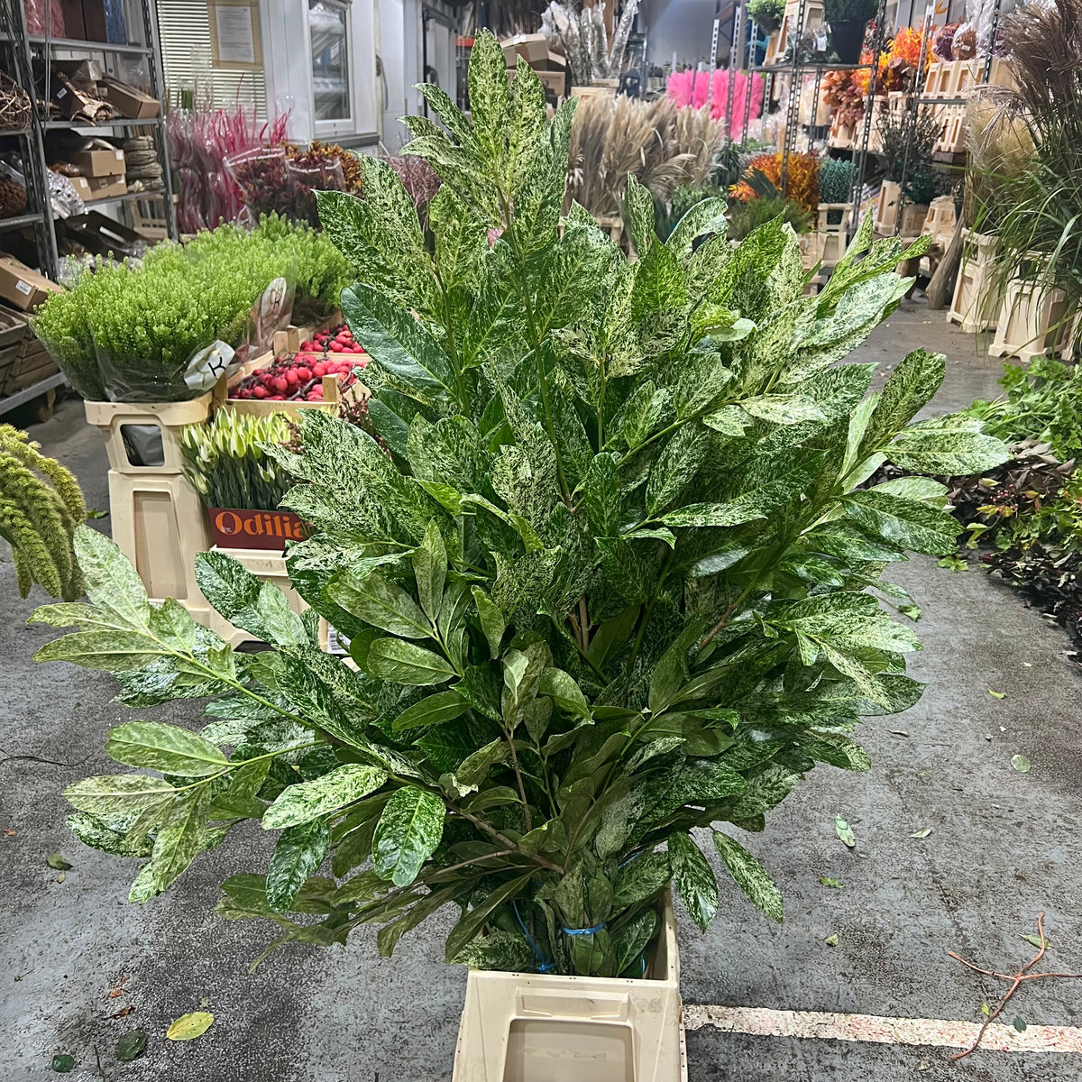 Laurel &#39;Variegated&#39; (Big Leaf) Wild (Various Sizes)