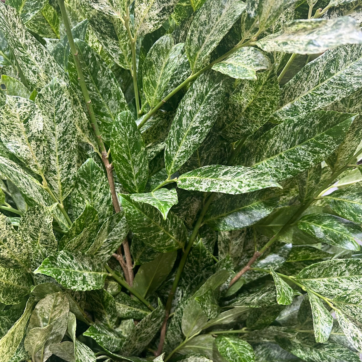 Laurel &#39;Variegated&#39; (Big Leaf) Wild (Various Sizes)