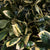 Holly Variegated (Golden) (Wild) (Various Sizes)