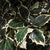 Holly Variegated (Wild) (Various Sizes)