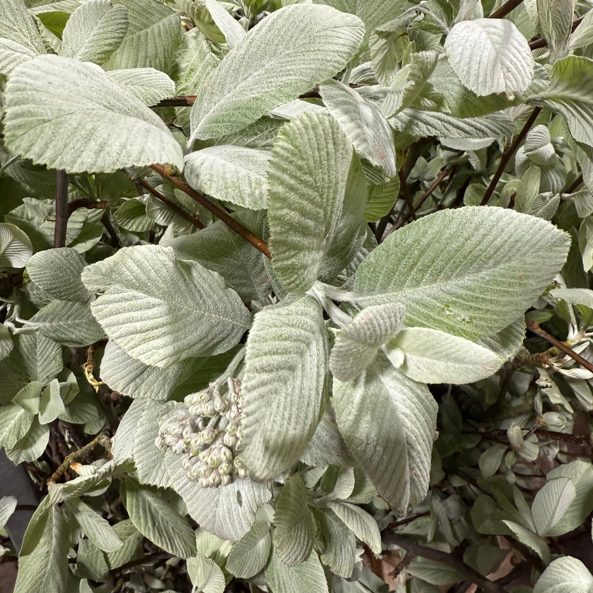 White Leaf (Wild) (Various Sizes)