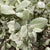 White Leaf (Wild) (Various Sizes)