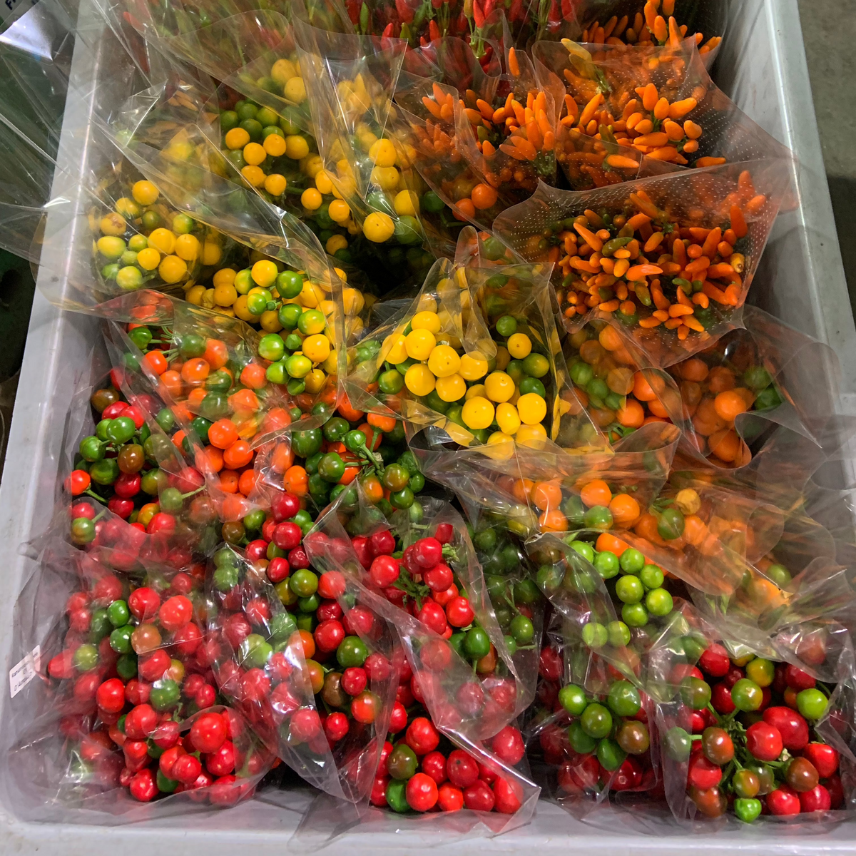 Pepper &#39;Capsicums&#39; (Round) (Various Colours)