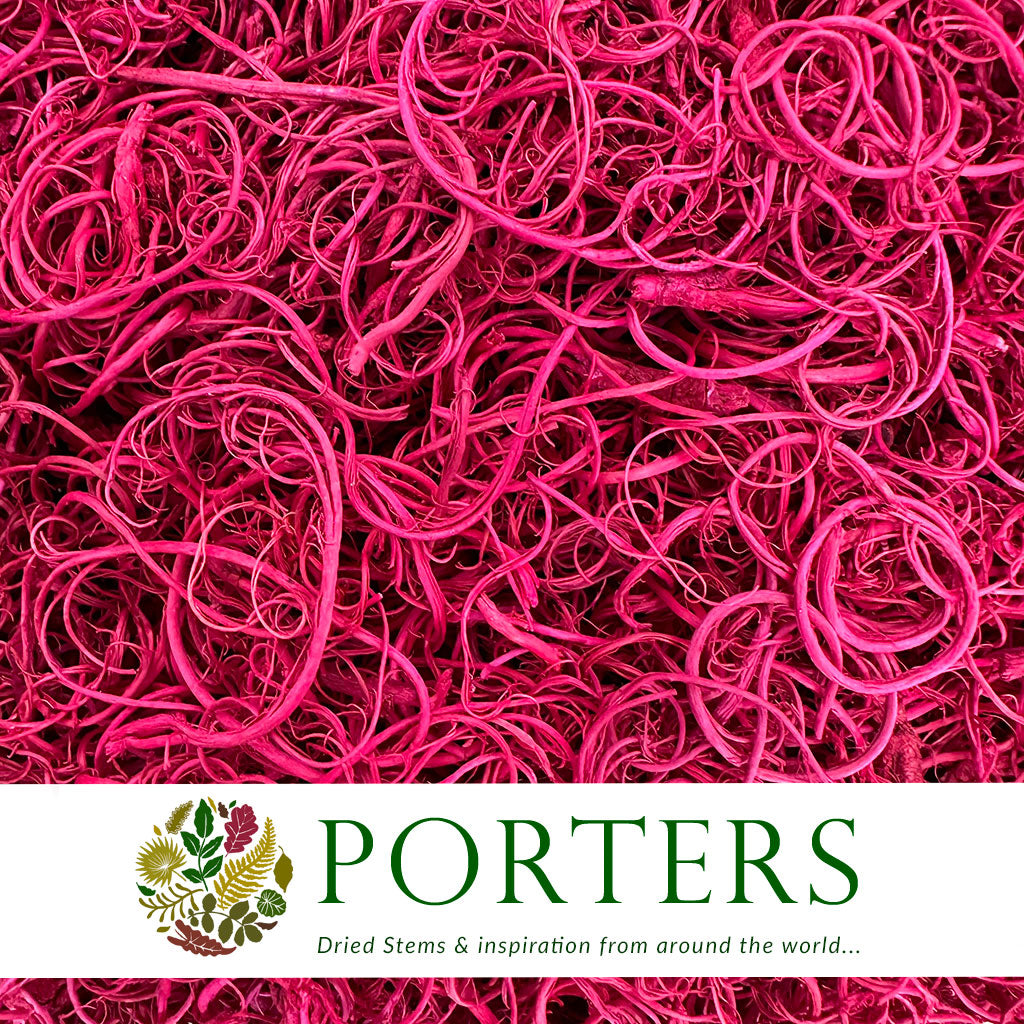 Moss &#39;Curly Moss&#39; (Coloured) (DRY) (Various) (500g)