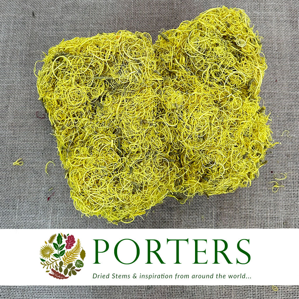 Moss &#39;Curly Moss&#39; (Coloured) (DRY) (Various) (500g)