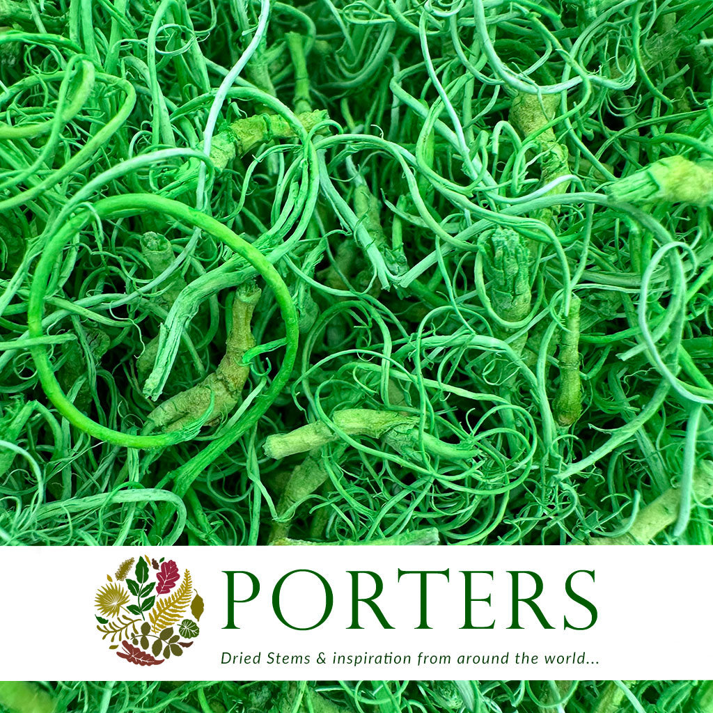 Moss &#39;Curly Moss&#39; (Coloured) (DRY) (Various) (500g)