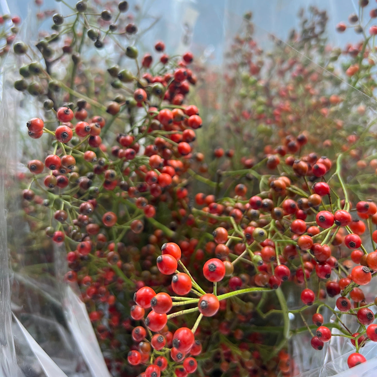 Rose Hips &#39;Corallo &#39;Orange Natural (Various Heights)