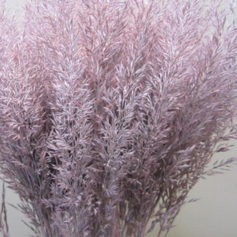 Feather Grass (Painted) &#39;Calamagrostis Brachytricha&#39; (Various Colours)