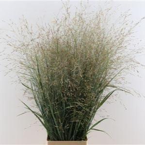 Grass &#39;Panicum&#39; (Heavy Metal) (Various Lengths)