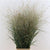 Grass 'Panicum' (Heavy Metal) (Various Lengths)