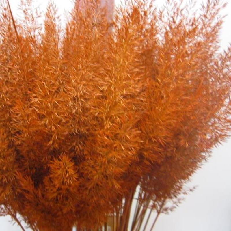 Feather Grass (Painted) &#39;Calamagrostis Brachytricha&#39; (Various Colours)