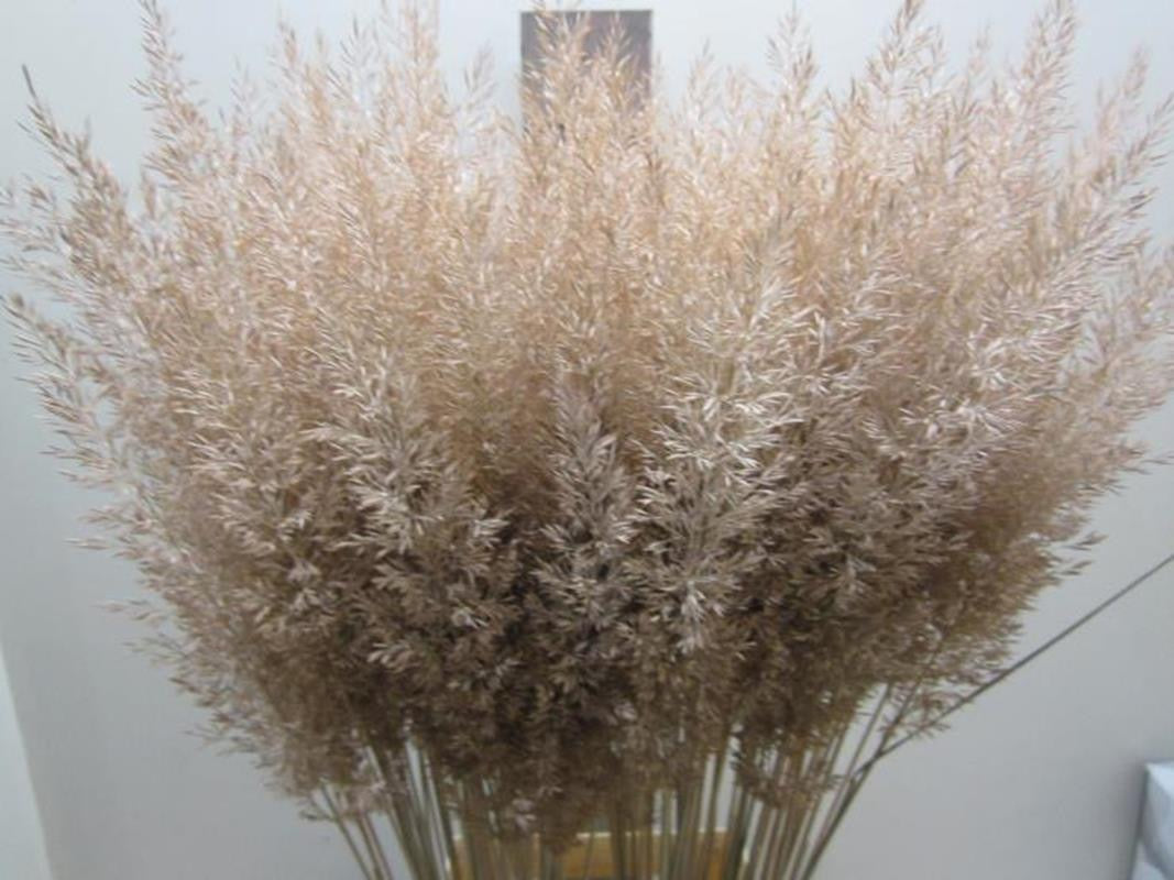 Feather Grass (Painted) &#39;Calamagrostis Brachytricha&#39; (Various Colours)