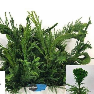 Cryptomeria &#39;Japanese Cedar&#39; Green (Various Sizes)