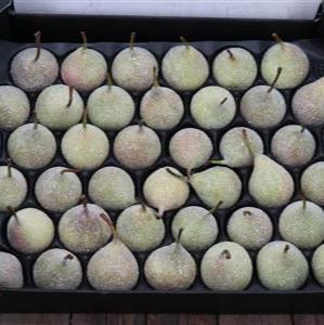 Waxed &#39;Pears&#39; (Various Colours) (x39)