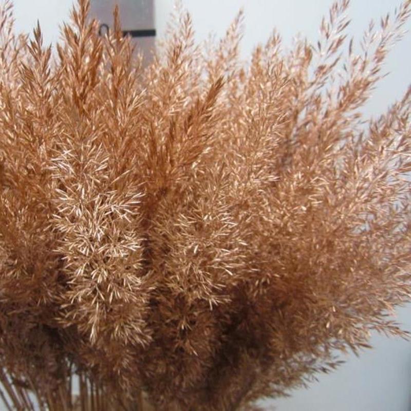 Feather Grass (Painted) &#39;Calamagrostis Brachytricha&#39; (Various Colours)