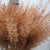 Feather Grass (Painted) 'Calamagrostis Brachytricha' (Various Colours)