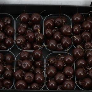 Waxed &#39;Crab Apples&#39; (Various Colours) (Small Tray)