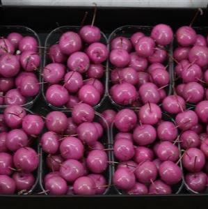 Waxed &#39;Crab Apples&#39; (Various Colours) (Small Tray)