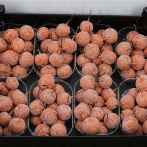 Waxed &#39;Crab Apples&#39; (Various Colours) (Small Tray)