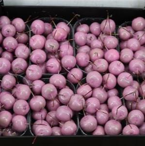 Waxed &#39;Crab Apples&#39; (Various Colours) (Small Tray)