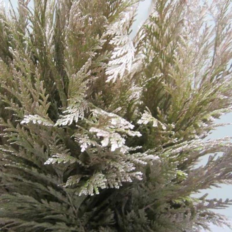 Conifer (Painted) (Various Colours)