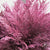 Conifer (Painted) (Various Colours)