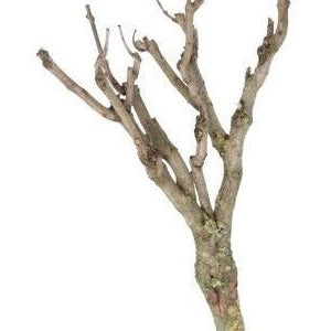 Lilac &#39;Tree Branch&#39; DRY (Various Lengths)