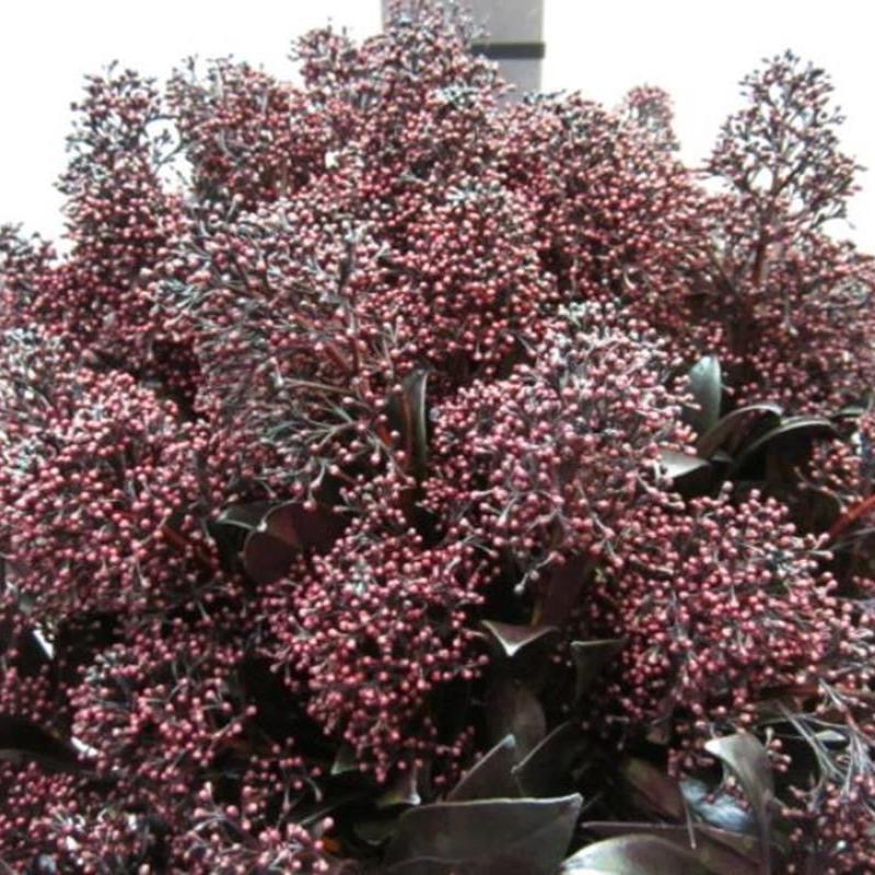 Skimmia (Painted) (Various Colours)