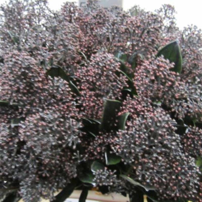 Skimmia (Painted) (Various Colours)