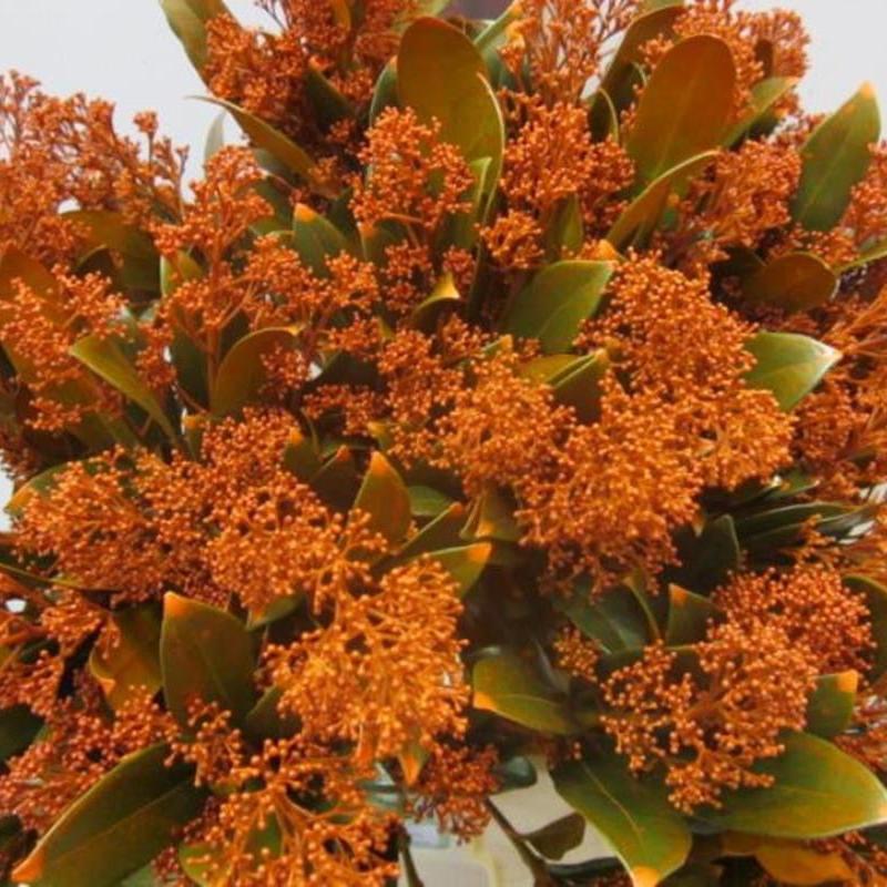 Skimmia (Painted) (Various Colours)