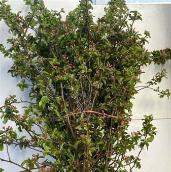 Blossom &#39;Apple&#39; (Red Sentinel) Cultivated (Various Sizes)